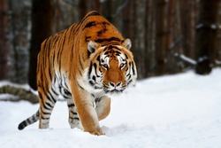 Closeup Adult Tiger in cold time. Tiger snow in wild winter nature. Siberian tiger, action wildlife scene with dangerous animal