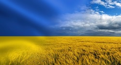 Symbol of Ukraine - Ukrainian national blue yellow flag with closeup of harvest of ripe golden wheat rye ears under a clear blue sky in background