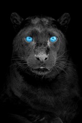 Portrait of a black leopard with blue eye on black background