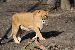 Female lion looking frontal in the camera