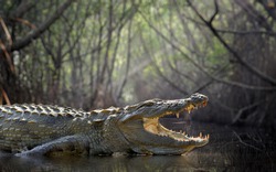 Large crocodile, National Park, Sri Lanka 