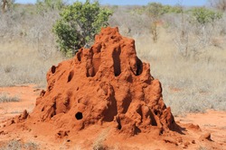 Termite mound in savanna in National park of Kenya