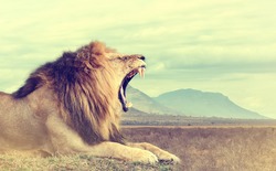 Wild african lion. Vintage effect. National park of Kenya, Africa