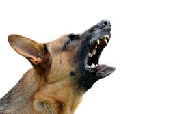 Close-up portrait angry dog isolated on white background
