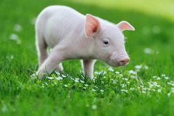 Young funny pig on a spring green grass