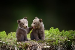 Two young brown bear cub in the forest. Portrait of brown bear, animal in the nature habitat. Wildlife scene from Europe. Cub of brown bear without mother.