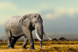 African Elephant, Masai Mara National Park, Kenya. Wildlife scene in nature habitat