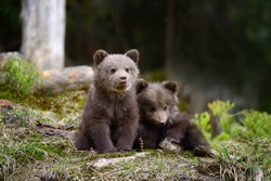 Young brown bear in the forest. Portrait of brown bear. Animal in the nature habitat. Cub of brown bear without mother.