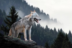 Timber wolf hunting in mountain