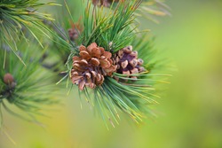 Pine branch with cones on a natural background