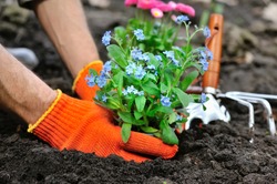 Gardeners hands planting flowers Forget-me-not in garden
