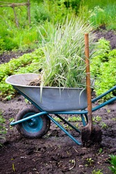 Wheelbarrow full with decorative sedges (Reed canary grass) and shovel in a garden