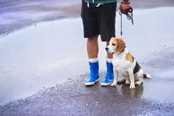 Young man walking dog in rain. Details of legs wellies