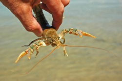 Hand-Held Crayfish Shows Claws (Parastacoidea)