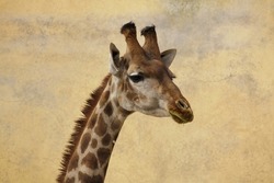 Angolan giraffe (Giraffa camelopardalis angolensis), also known as Namibian giraffe.