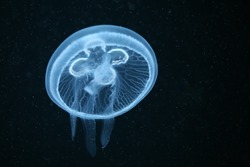 Moon jellyfish (Aurelia aurita) in an aquarium.  