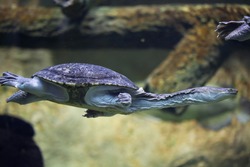Siebenrock's snake-necked turtle (Chelodina siebenrocki). Wildlife animal. 