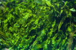 Green seaweed (Ulva compressa). Marine fish.