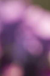 Blurred background of pink, purple and blue colors