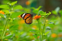 Monarch butterfly on Lantana flower