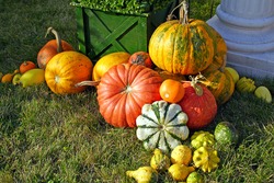 Colorful pumpkins collection