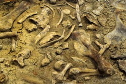Bones of prehistoric animals of the Dinosaur Provincial Park in the Canadian Badlands, Alberta - UNESCO World Heritage Site