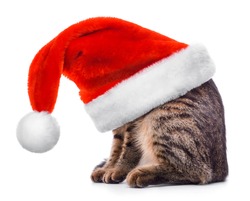 Cat in Santa Claus red hat isolated on white background