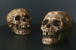 Creepy Couple:  Two skulls on a black background.  Focus on front skull.  Nice halloween image or medical/science concept shot.