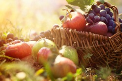 Organic fruit in basket in summer grass. Fresh grapes, pears and apples  in nature