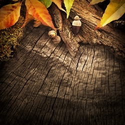 Autumn forest fruit background. Acorns on tree bark and autumn colorful leaves with copyspace