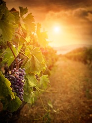 Nature background with Vineyard in autumn harvest. Ripe grapes in fall. Wine concept