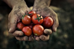 Tomato harvest. Farmers hands with freshly harvested tomatoes.