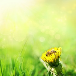 Spring nature background with dandelion and bee