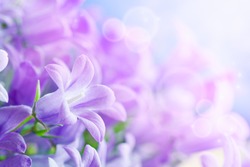 Beautiful spring background with campanula bouquet.