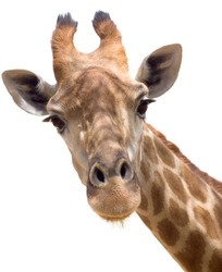 Close up shot of giraffe head isolate on white