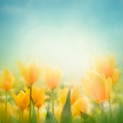 Spring Easter background with beautiful yellow tulips. Summer flower background.