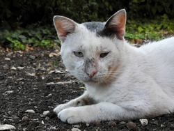 White stray cat with some grey spots. He is dirty and fights a lot. Stray cat, street cat, homeless and alone
