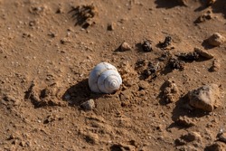 Empty snail shell on the sand in the Negev desert in southern Israel
