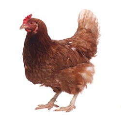 beautiful purebred brown chicken isolated on white background