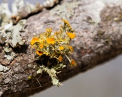 Teloschistes chrysophthalmus, the golden-eye lichen is fruticose lichen with branching lobes