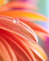 Macro photo of flower with water drop