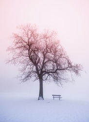 Foggy winter sunrise scene with leafless tree and park bench