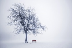 Foggy winter scene with leafless tree and red park bench in fog