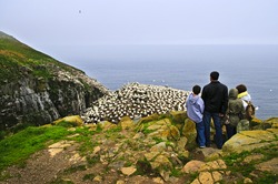 Family watching northern gannets at Cape St. Mary's Ecological Bird Sanctuary in Newfoundland, Canada