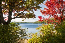 Fall forest trees with colorful autumn foliage on calm blue lake shore in Algonquin Provincial Park, Canada