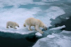 high angle of mother polar bear and cub walking on ice floe in arctic ocean north of svalbard norway