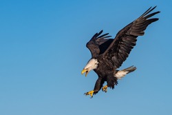 american bald eagle swooping down and screaming, against clear blue Alaska sky