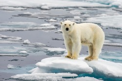 polar bear on melting ice floe in arctic sea