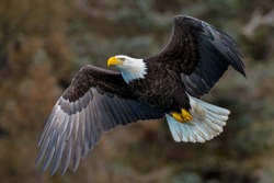 american bald eagle in flight against alaskan mountainside