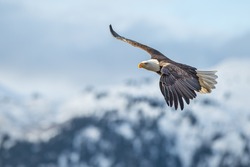 amercan bald eagle in flight against kenai mountains of alaska
